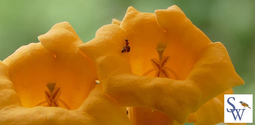 Ameisen - kleine nützliche Helfer im Garten -  Foto von Sylvia Wentzlau