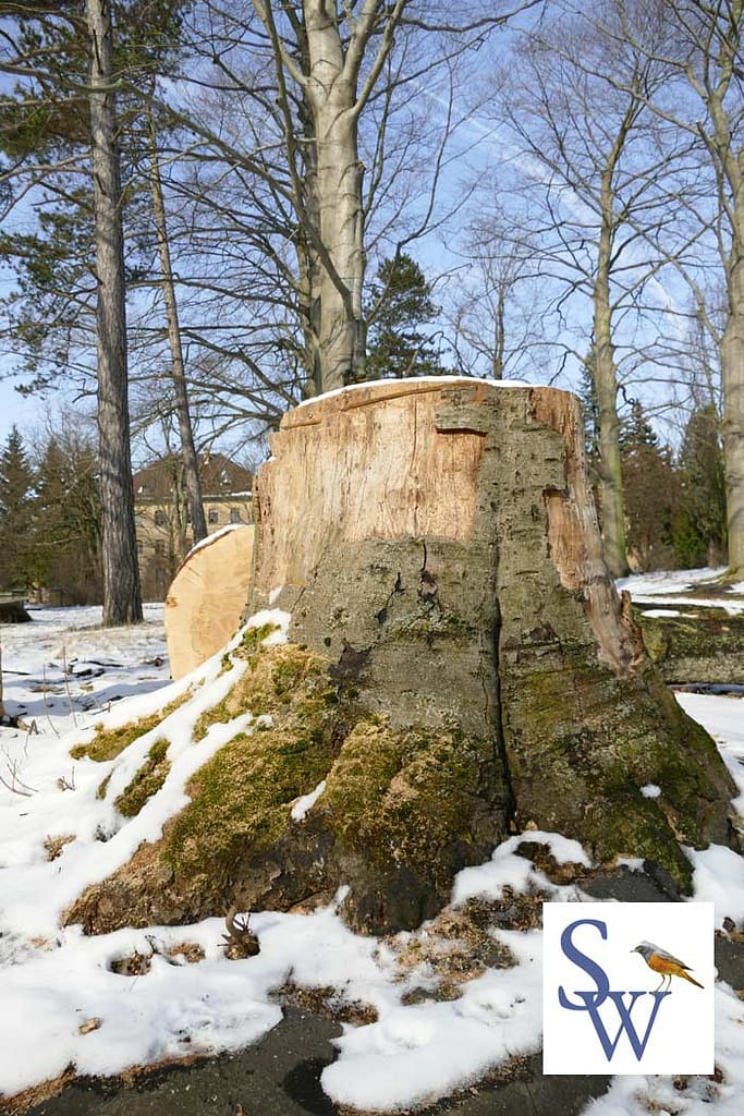 Im Park Dösen erfolgt die Abholzung von über 100 Jahre alten Bäumen die geschützt sind.